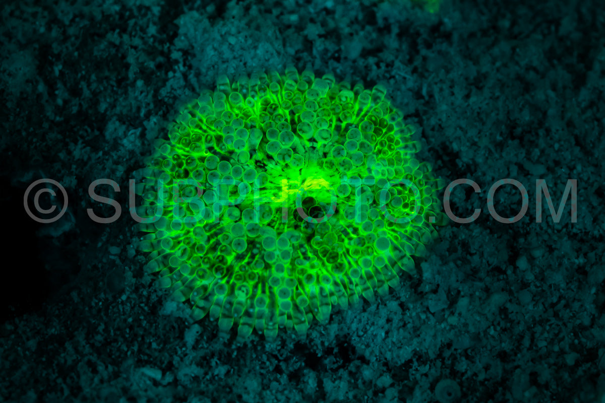 Photo de Le corail des récifs tropicaux brille d'un vert fluorescent sous l'effet de la lumière UV.