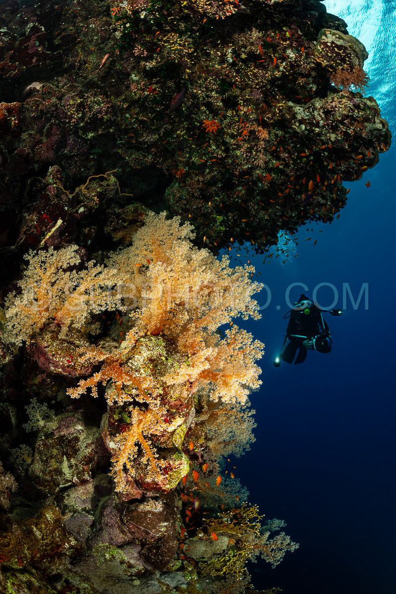 Photo de Récif tropical typique de la mer Rouge avec des coraux durs et mous entourés d'un banc d'anthias orange et d'un plongeur photographe.
