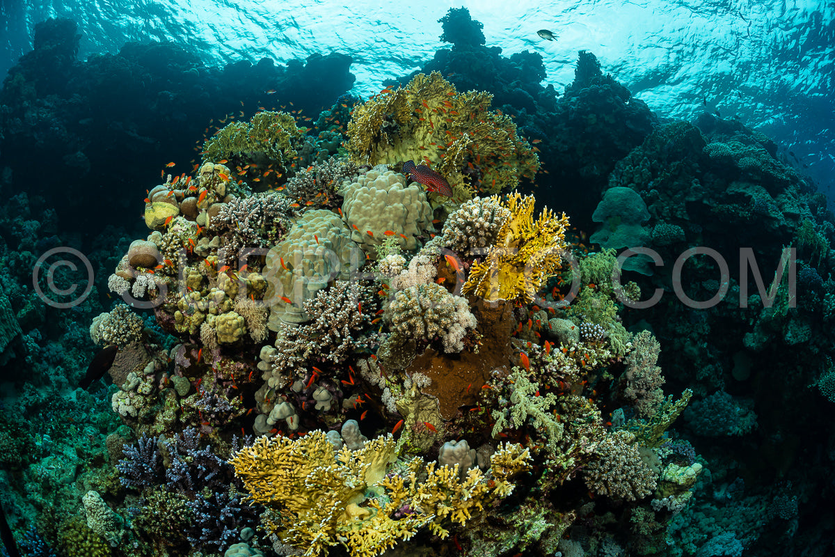 Photo de Récif tropical typique de la mer Rouge avec coraux durs et mous entourés d'un banc d'anthias orange