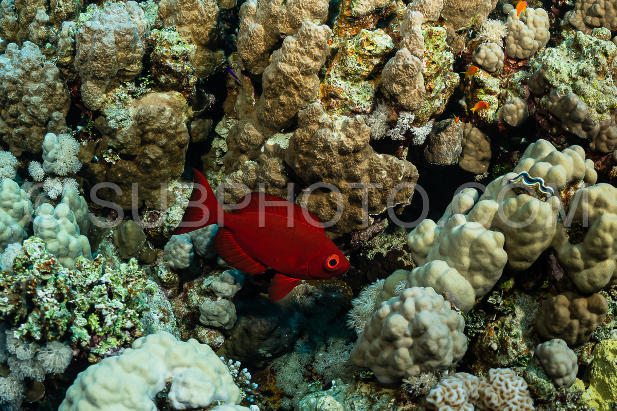 Photo de poisson à gros yeux au croissant rouge sur le récif