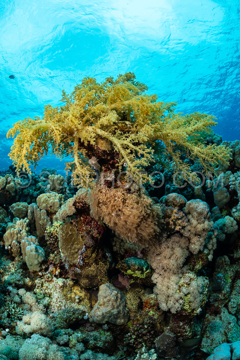 typical Red Sea tropical reef with hard and soft coral surrounded by school of orange anthias