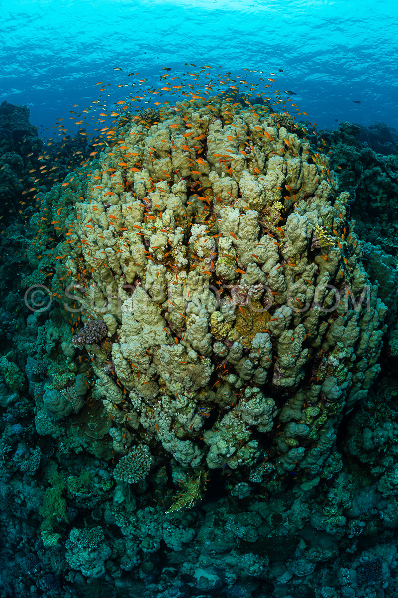 Photo de Récif tropical typique de la mer Rouge avec des coraux durs et mous entourés d'un banc d'anthias orange et d'un plongeur photographe.