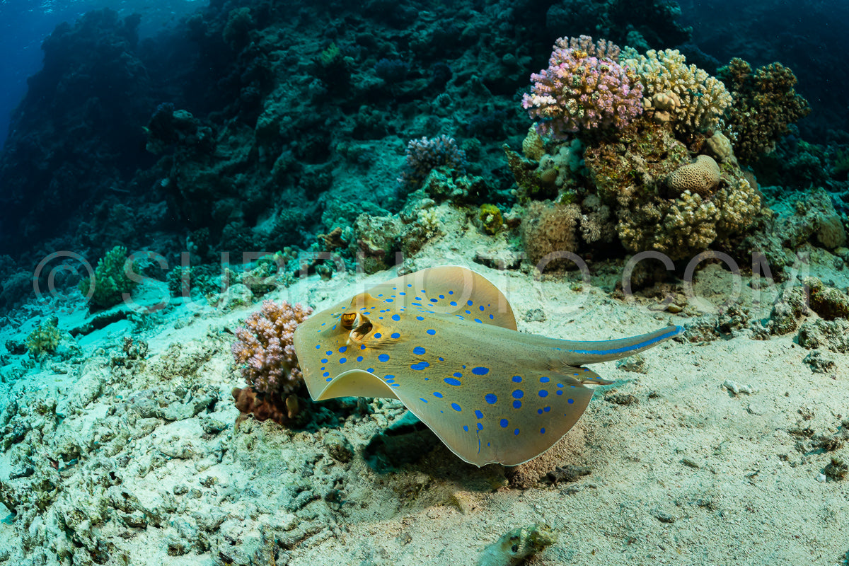 blue-spotted ribbontail ray hiding in sand