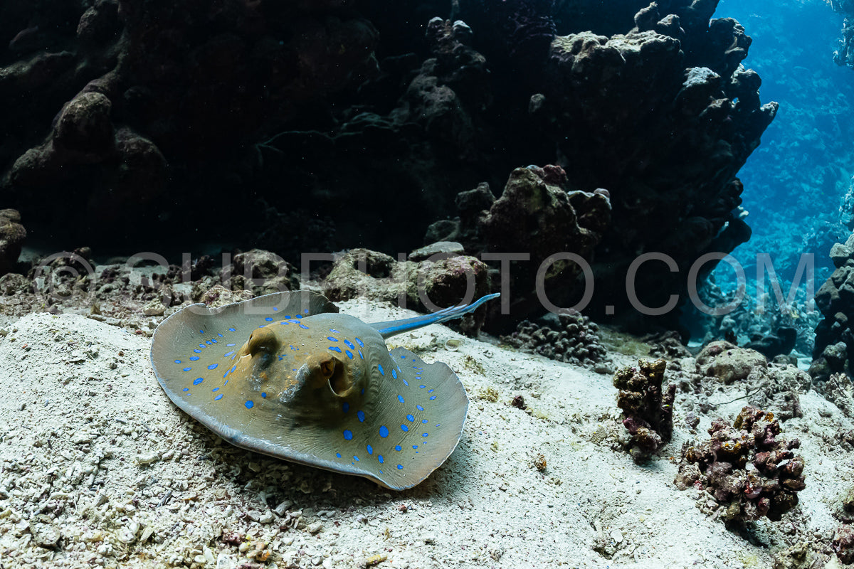 blue-spotted ribbontail ray hiding in sand