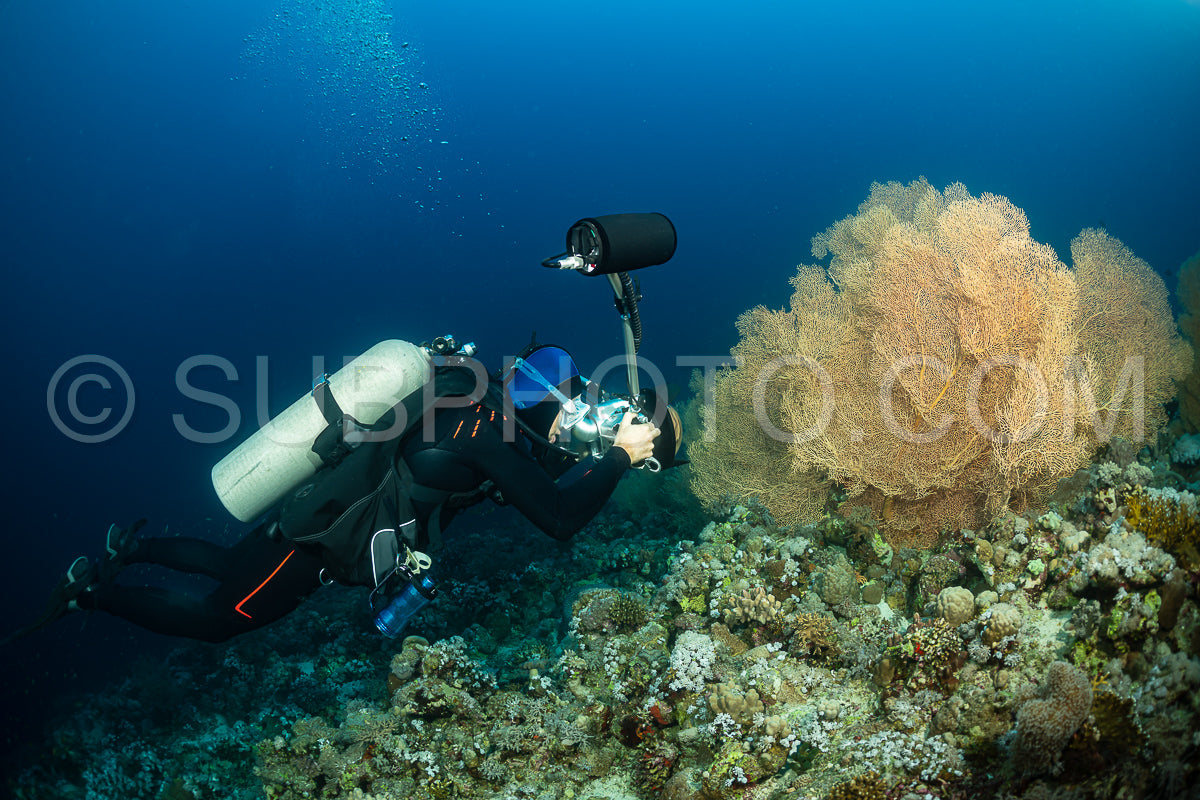 typical Red Sea tropical reef with hard and soft coral surrounded by school of orange anthias and a underwater photographer diver close to a large gorgonian