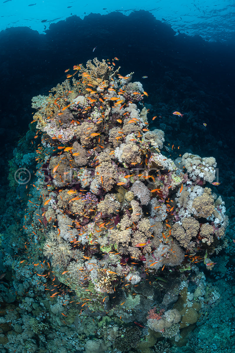 Photo de Récif tropical typique de la mer Rouge avec coraux durs et mous entourés d'un banc d'anthias orange