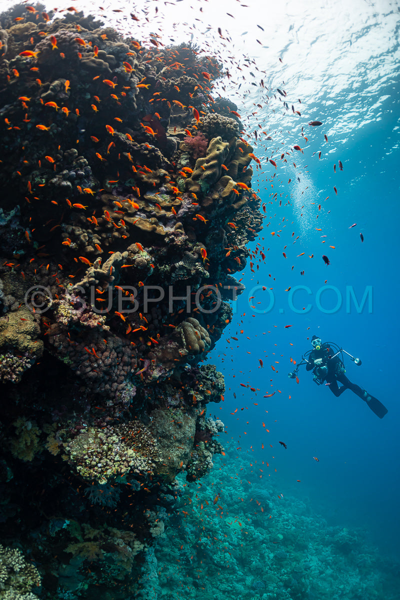 Photo de Récif tropical typique de la mer Rouge avec des coraux durs et mous entourés d'un banc d'anthias orange et d'un plongeur photographe.