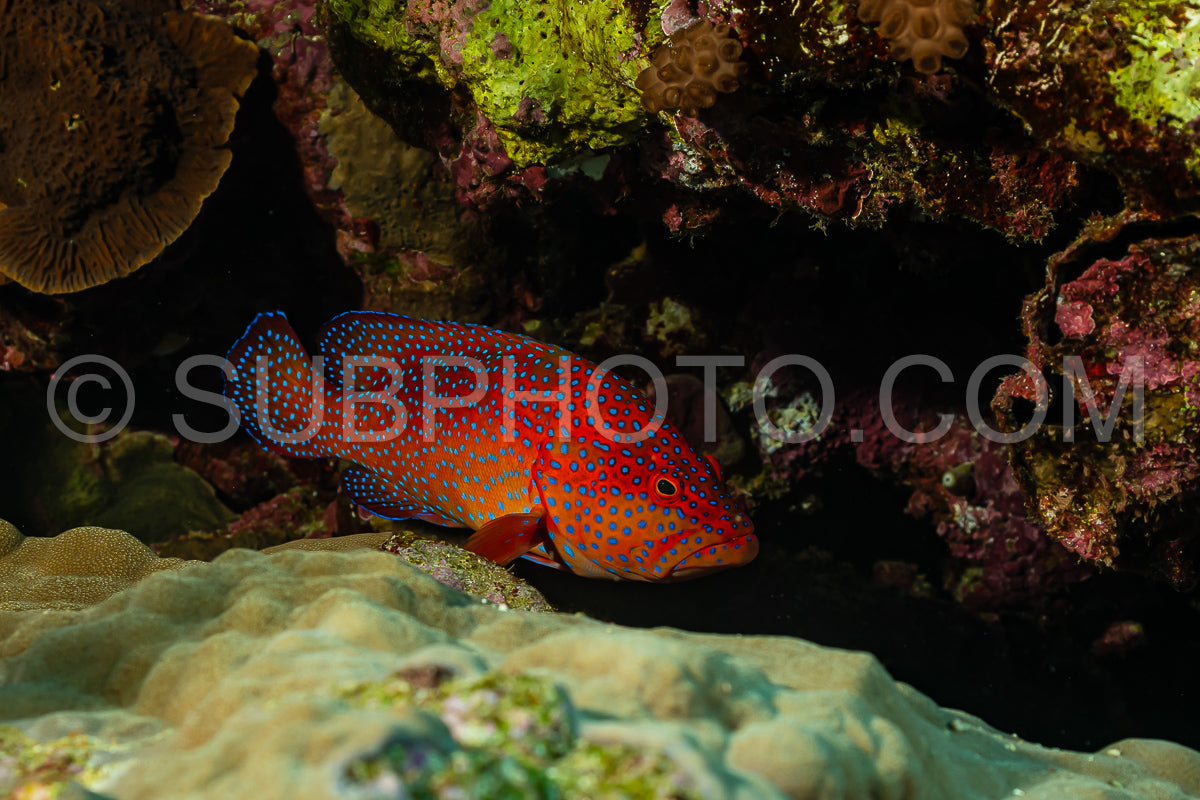 head closeup of coral grouper