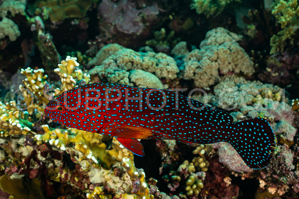 head closeup of coral grouper