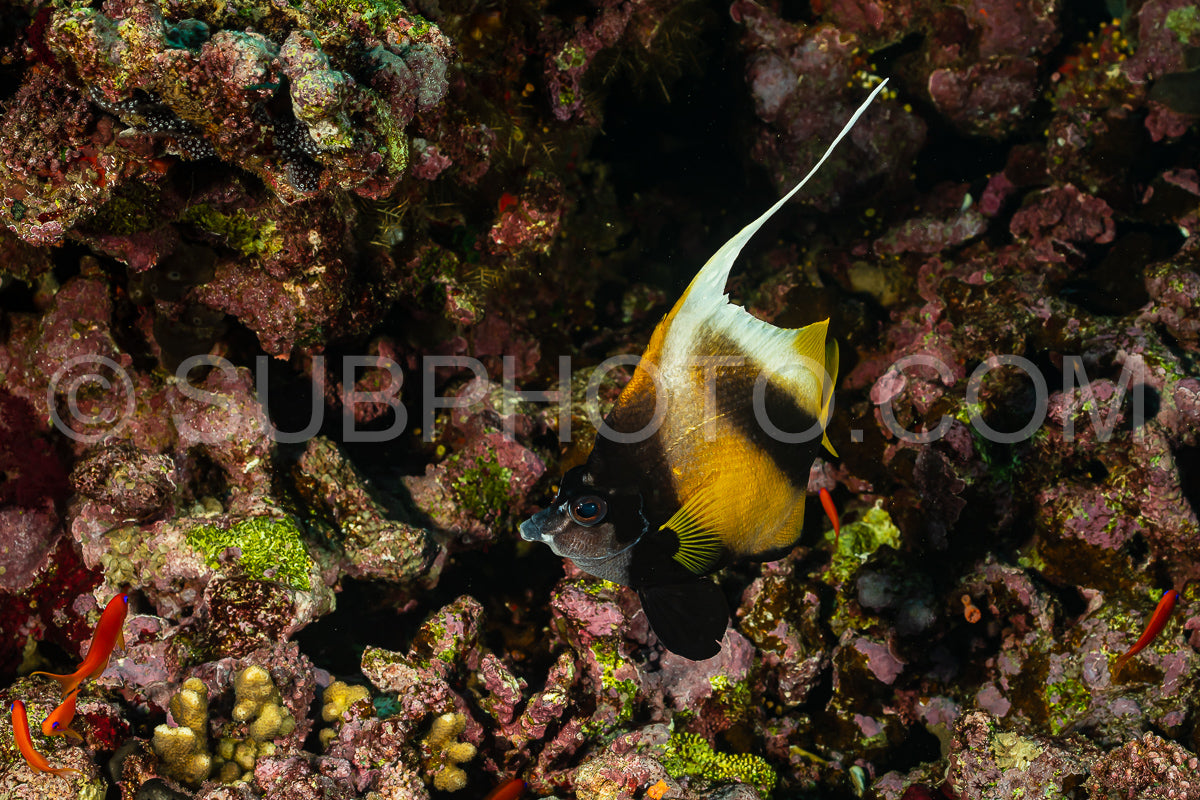 yellow black longfin bannerfish fish