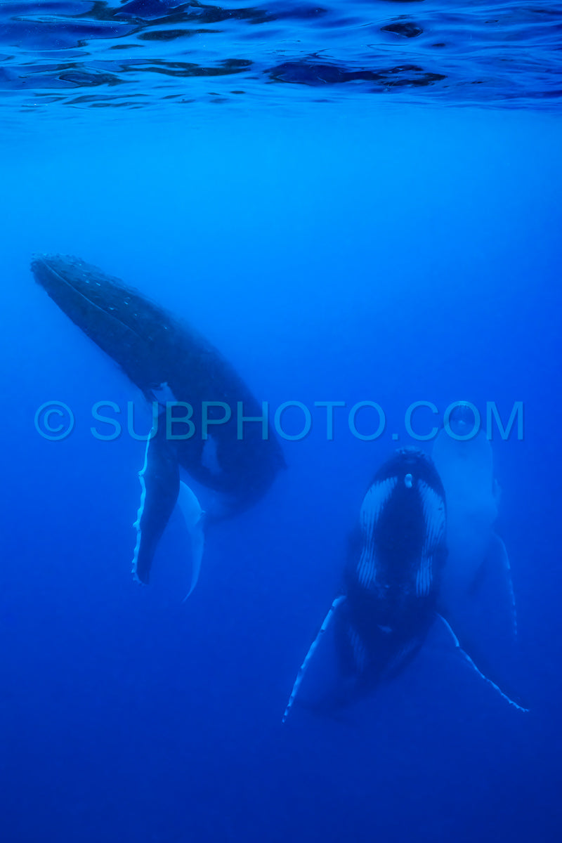 Three humpback whales resting at dawn in french polynesia deep waters
