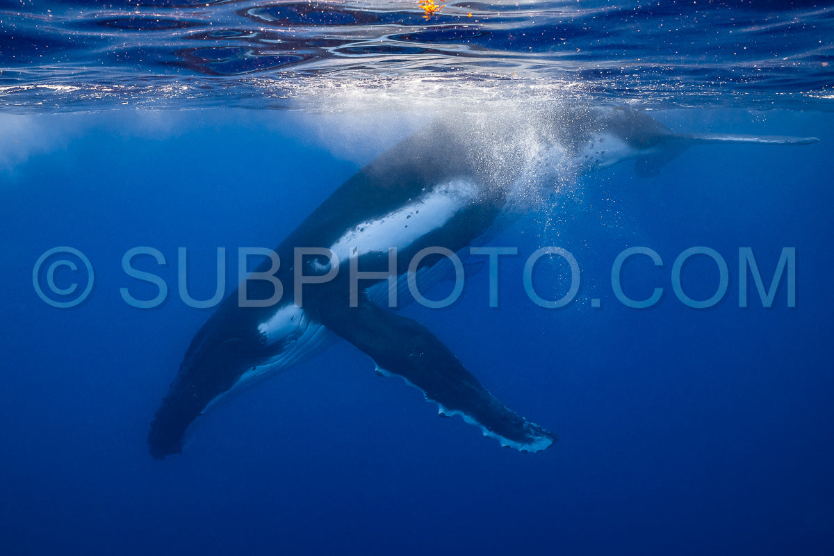 Photo de baleine à bosse se reposant à l'aube dans les eaux profondes de la polynésie française
