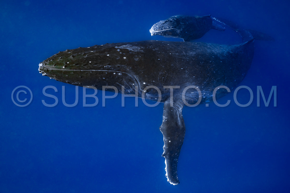 Photo de Baleine à bosse mère et baleineau nageant dans les eaux profondes de la Polynésie française