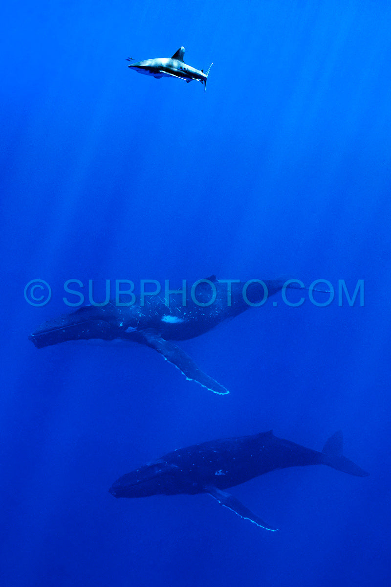 Carcharhinus longimanus shark crusing over two humpback whales early morning in the deep French Polynesia waters