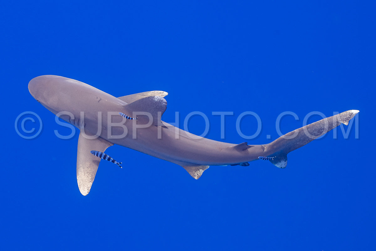 Photo de Requin Carcharhinus longimanus et poissons pilotes croisant tôt le matin dans les eaux profondes de la Polynésie française