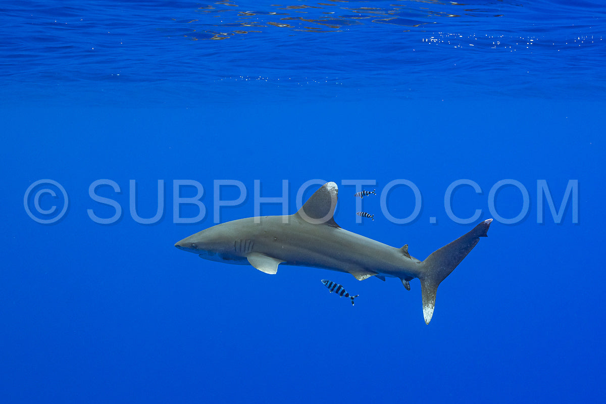Carcharhinus longimanus shark with pilot fishes crusing early morning in the deep French Polynesia waters