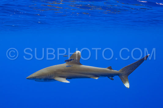 Photo de Requin Carcharhinus longimanus et poissons pilotes croisant tôt le matin dans les eaux profondes de la Polynésie française