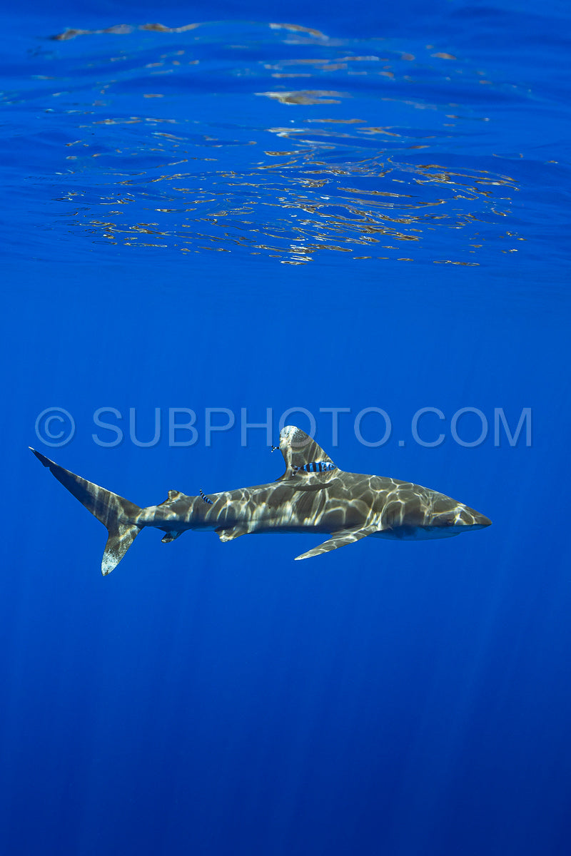 Photo de Requin Carcharhinus longimanus et poissons pilotes croisant tôt le matin dans les eaux profondes de la Polynésie française