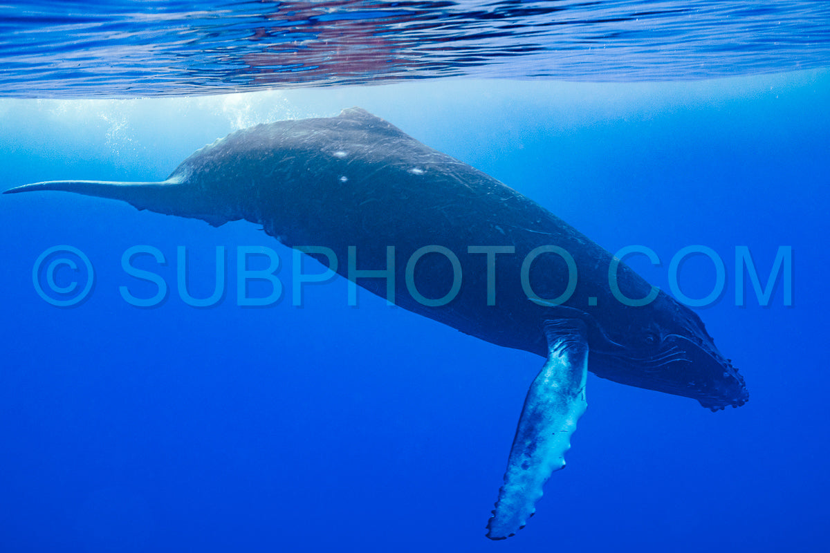 Photo de Baleine à bosse baleineau jouant à la surface de l'eau dans les eaux profondes de la Polynésie française