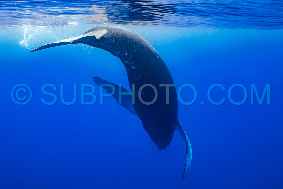 calf humpback whale playing at water surface in deep French Polynesia waters
