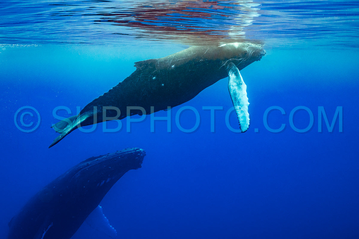 calf humpback whale and mother playing at water surface in deep French Polynesia waters