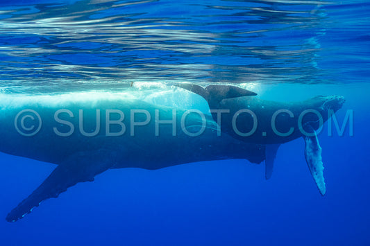 Photo de Baleine à bosse et mère jouant à la surface de l'eau dans les eaux profondes de la Polynésie française