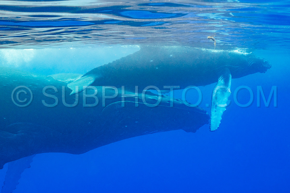 Photo de Baleine à bosse et mère jouant à la surface de l'eau dans les eaux profondes de la Polynésie française