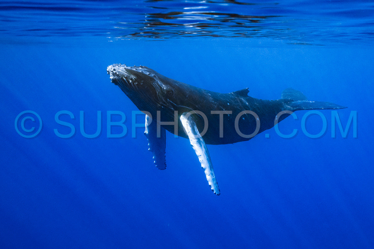 calf humpback whale playing at water surface in deep French Polynesia waters