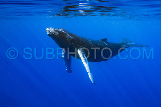 Photo de Baleine à bosse baleineau jouant à la surface de l'eau dans les eaux profondes de la Polynésie française