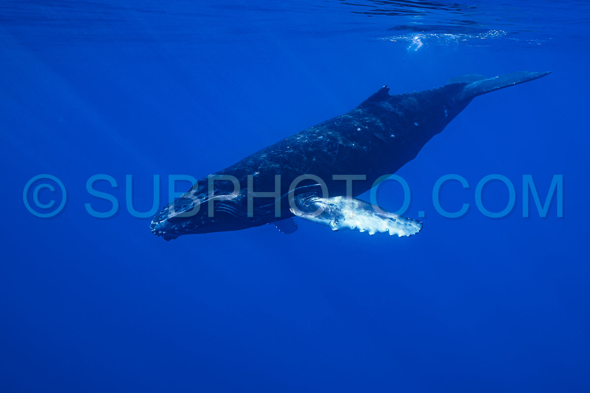 Photo de Baleine à bosse baleineau jouant à la surface de l'eau dans les eaux profondes de la Polynésie française