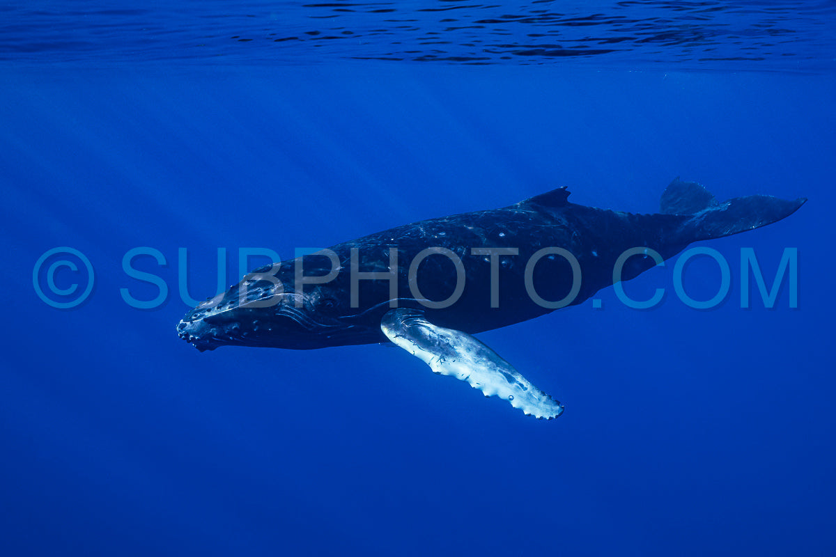 Photo de Baleine à bosse baleineau jouant à la surface de l'eau dans les eaux profondes de la Polynésie française