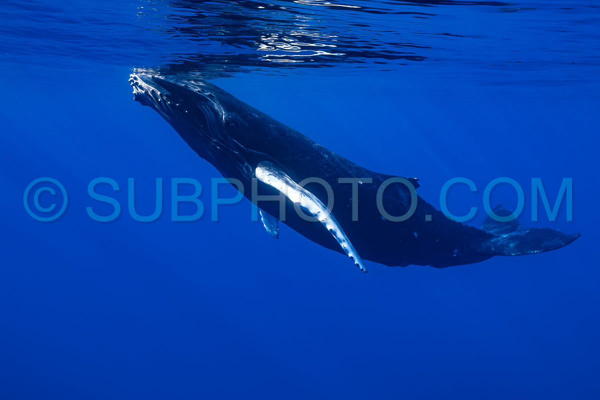 Photo de Baleine à bosse baleineau jouant à la surface de l'eau dans les eaux profondes de la Polynésie française