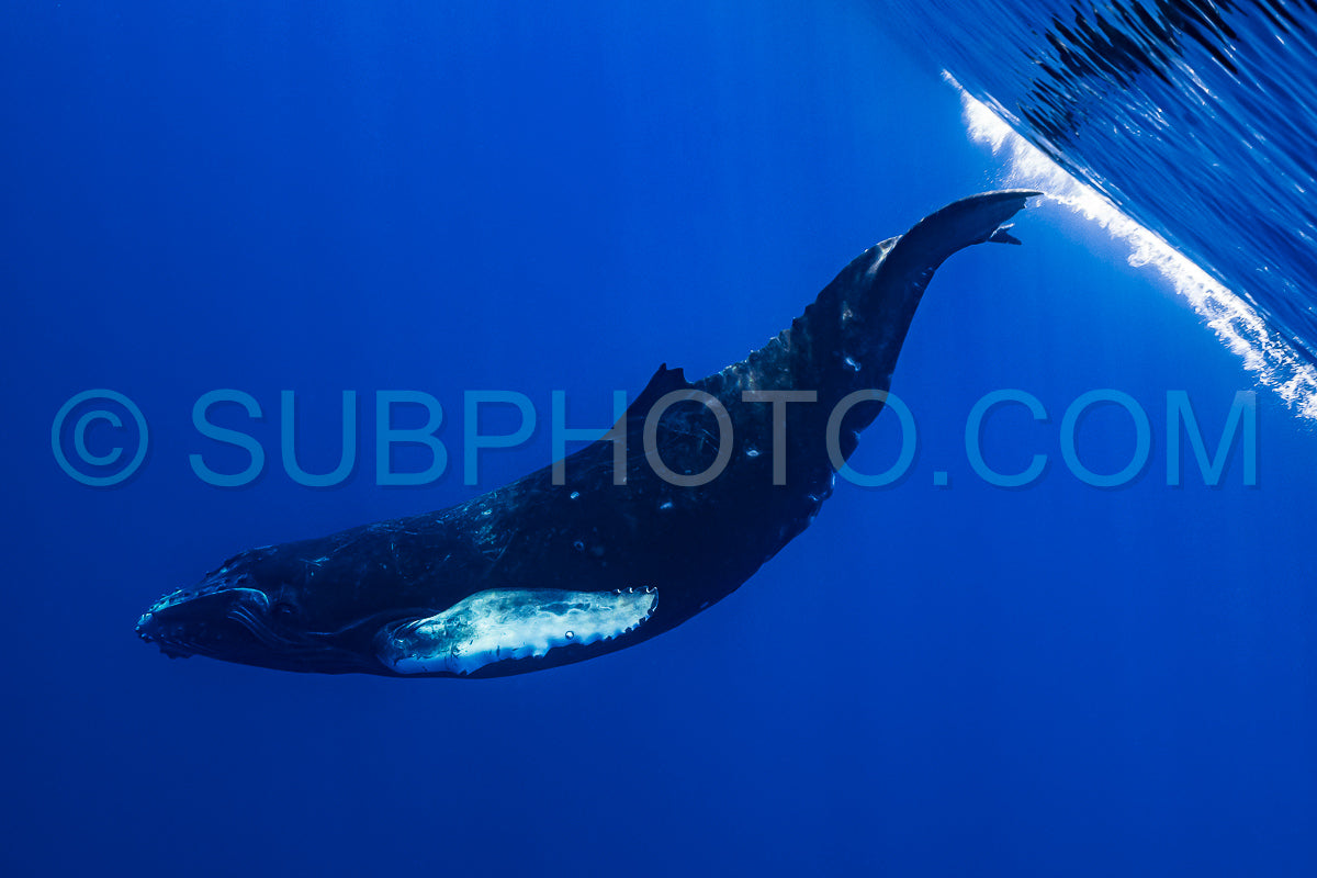 calf humpback whale playing at water surface in deep French Polynesia waters
