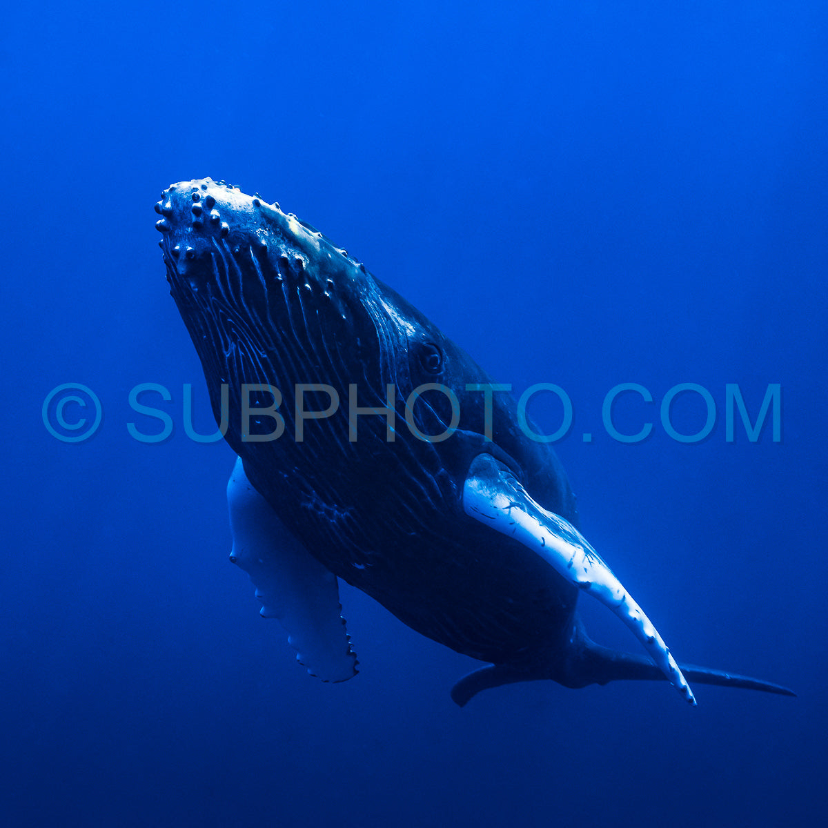 Photo de Baleine à bosse baleineau jouant à la surface de l'eau dans les eaux profondes de la Polynésie française