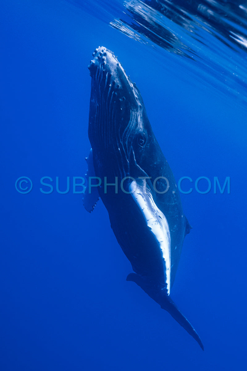 Photo de Baleine à bosse baleineau jouant à la surface de l'eau dans les eaux profondes de la Polynésie française