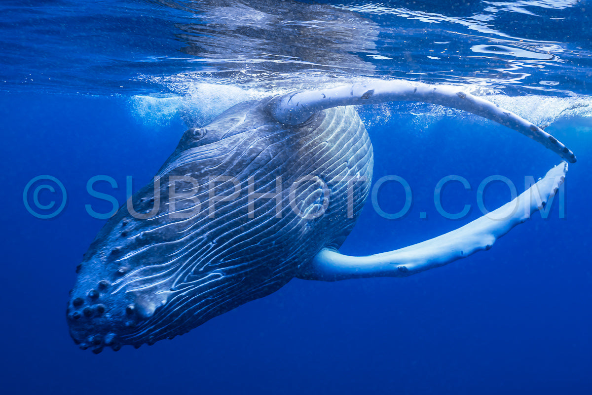 Photo de Baleine à bosse baleineau jouant à la surface de l'eau dans les eaux profondes de la Polynésie française