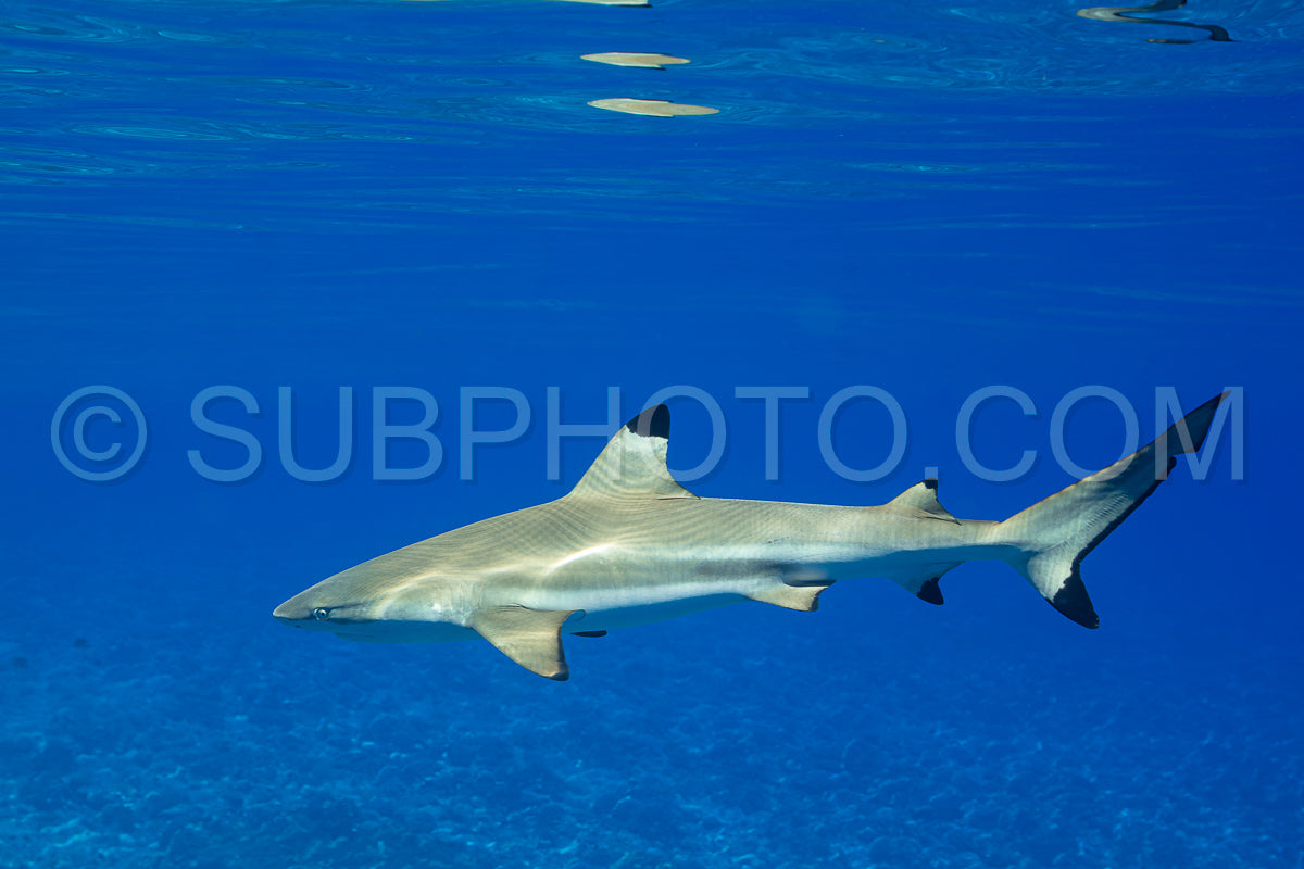 blacktip reef shark swimming in French Polynesia tropical waters over coral reef