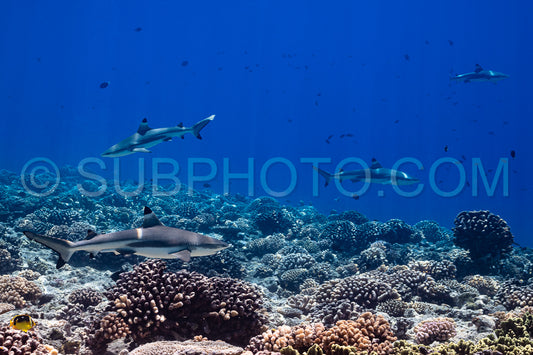 Photo de requin de récif à pointe noire nageant dans les eaux tropicales de Polynésie française sur un récif corallien