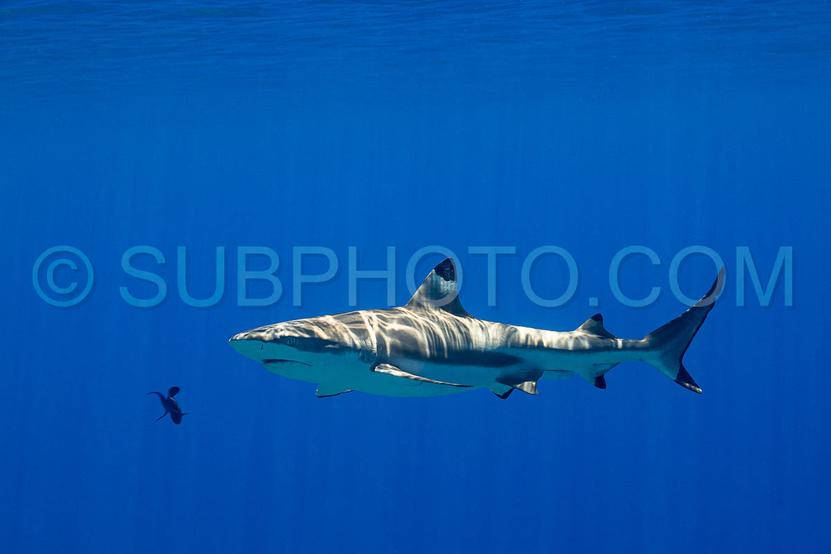 blacktip reef shark swimming in French Polynesia tropical waters over coral reef