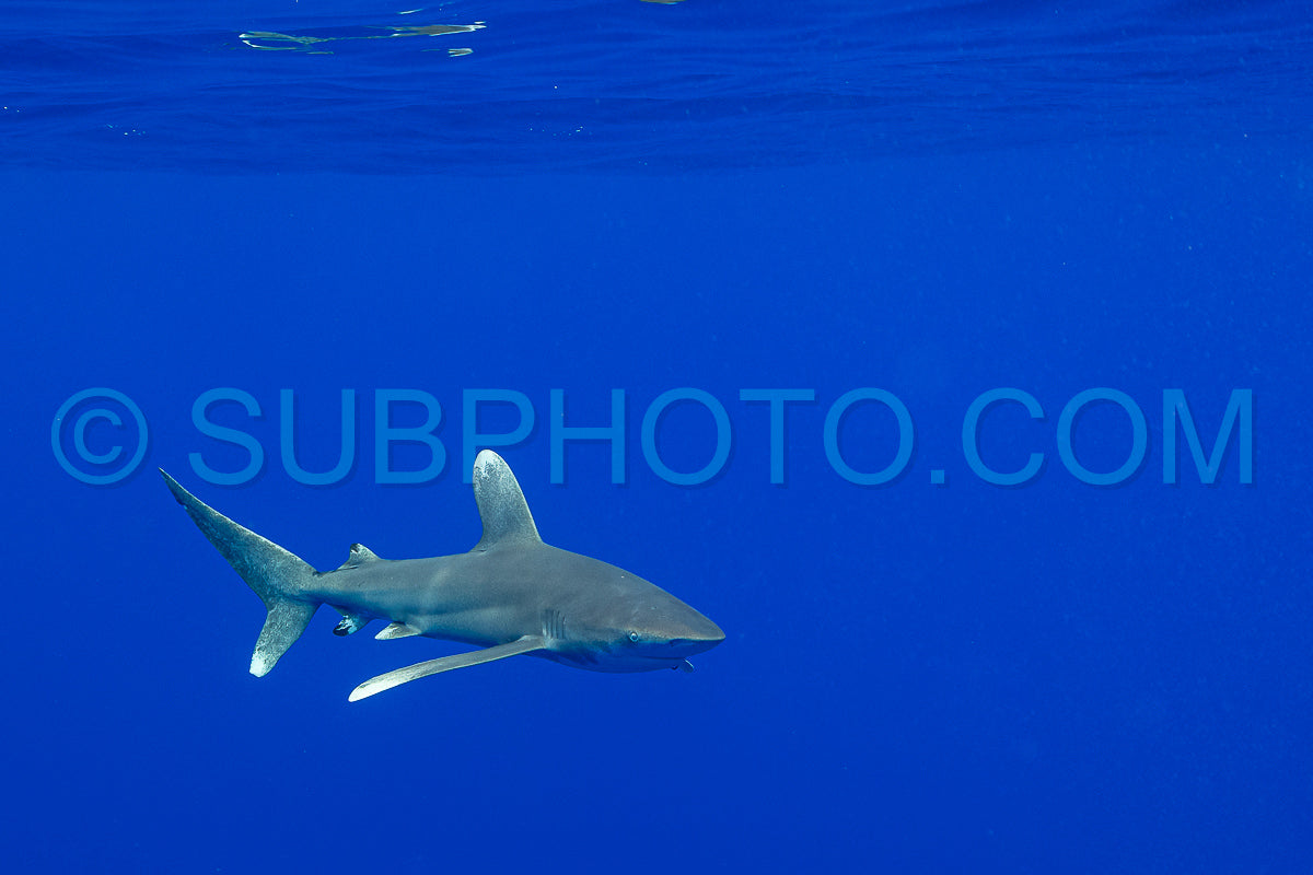 Photo de Requin Carcharhinus longimanus et poissons pilotes croisant tôt le matin dans les eaux profondes de la Polynésie française