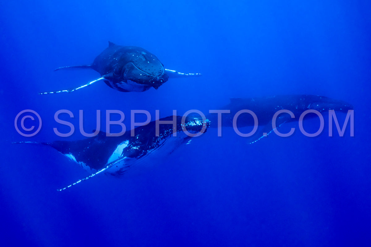 Three humpback whales resting at dawn in french polynesia deep waters