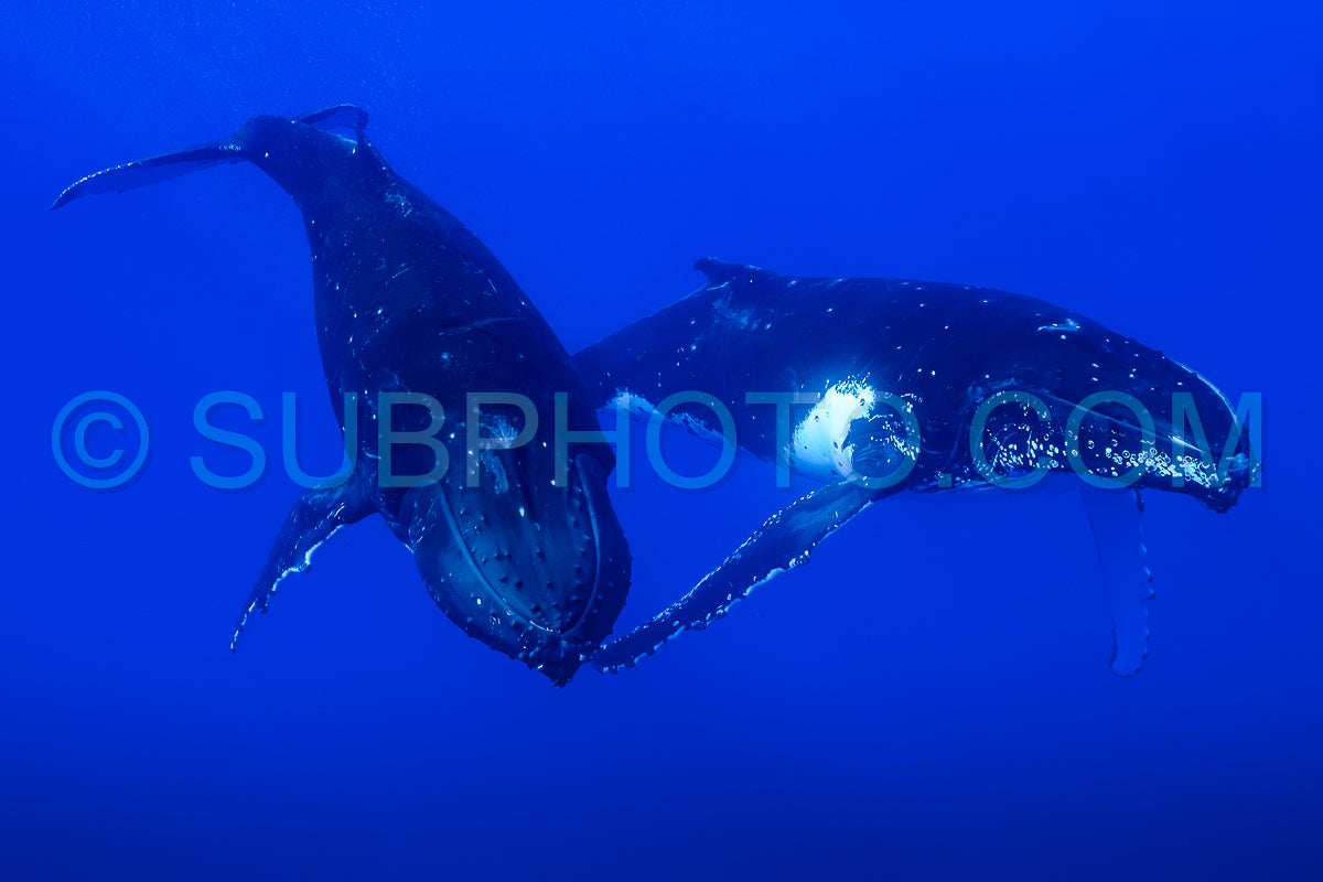 Photo de Deux baleines à bosse se reposant à l'aube dans les eaux profondes de la Polynésie française