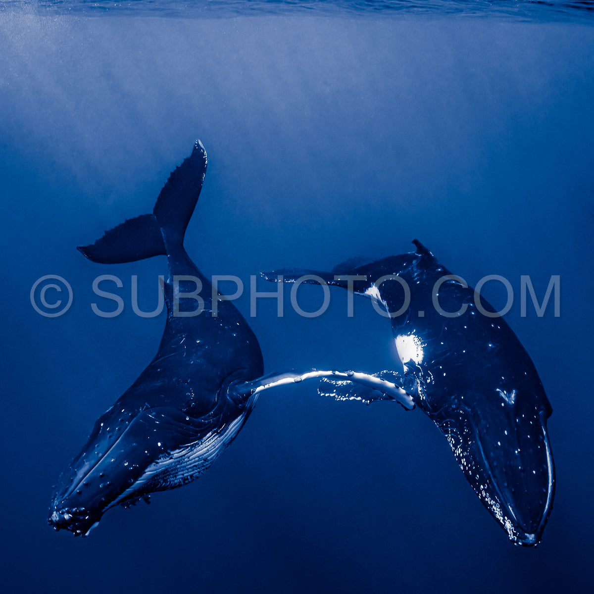 Photo de Deux baleines à bosse se reposant à l'aube dans les eaux profondes de la Polynésie française