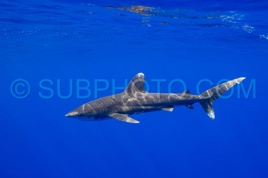 Photo de Requin Carcharhinus longimanus et poissons pilotes croisant tôt le matin dans les eaux profondes de la Polynésie française