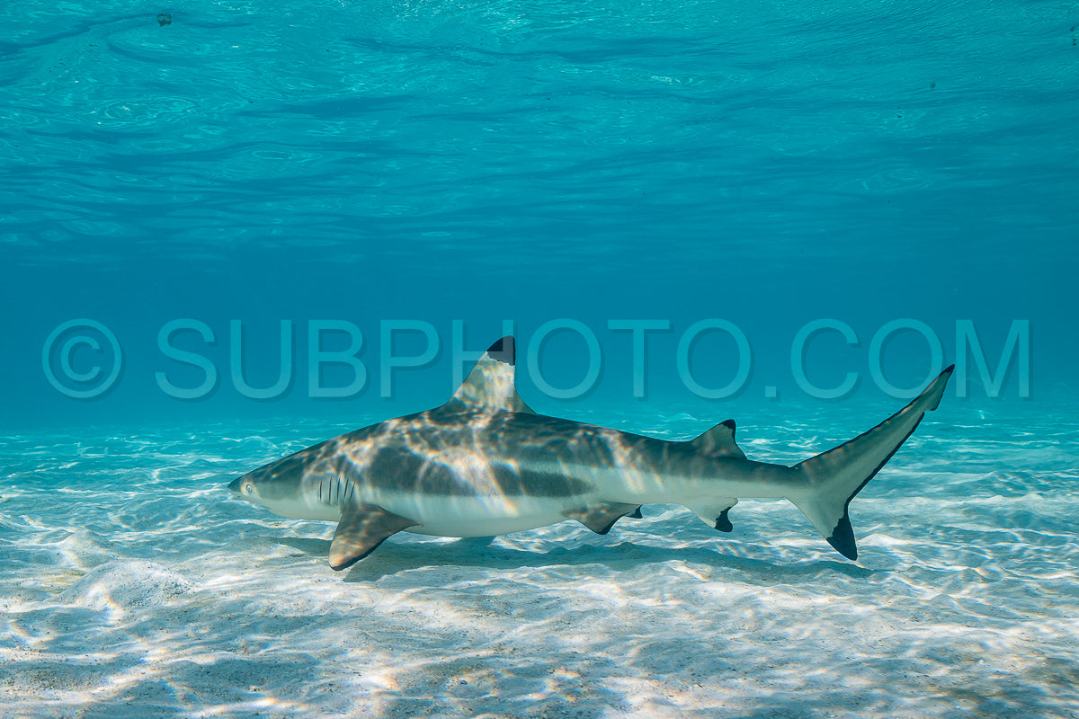 blacktip reef shark swimming in French Polynesia tropical waters over coral reef