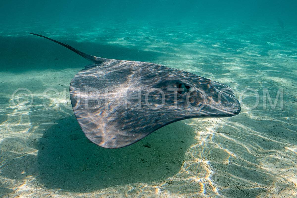 sting ray in the shallow water of Moorea lagoon in French Polynesia