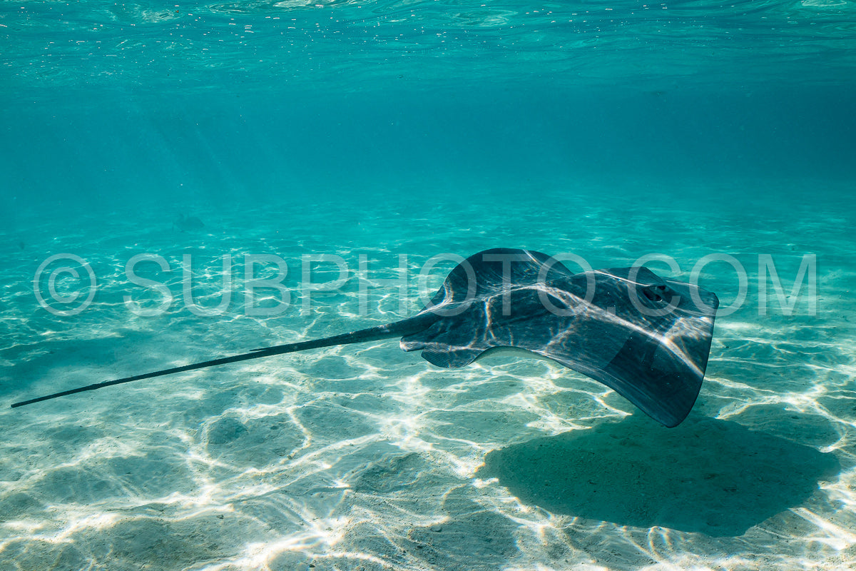 Photo de raie pastenague dans les eaux peu profondes du lagon de Moorea en Polynésie française