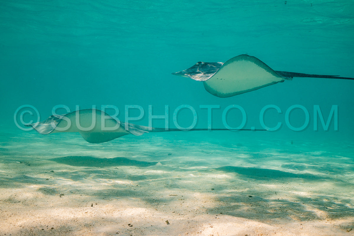 sting ray in the shallow water of Moorea lagoon in French Polynesia