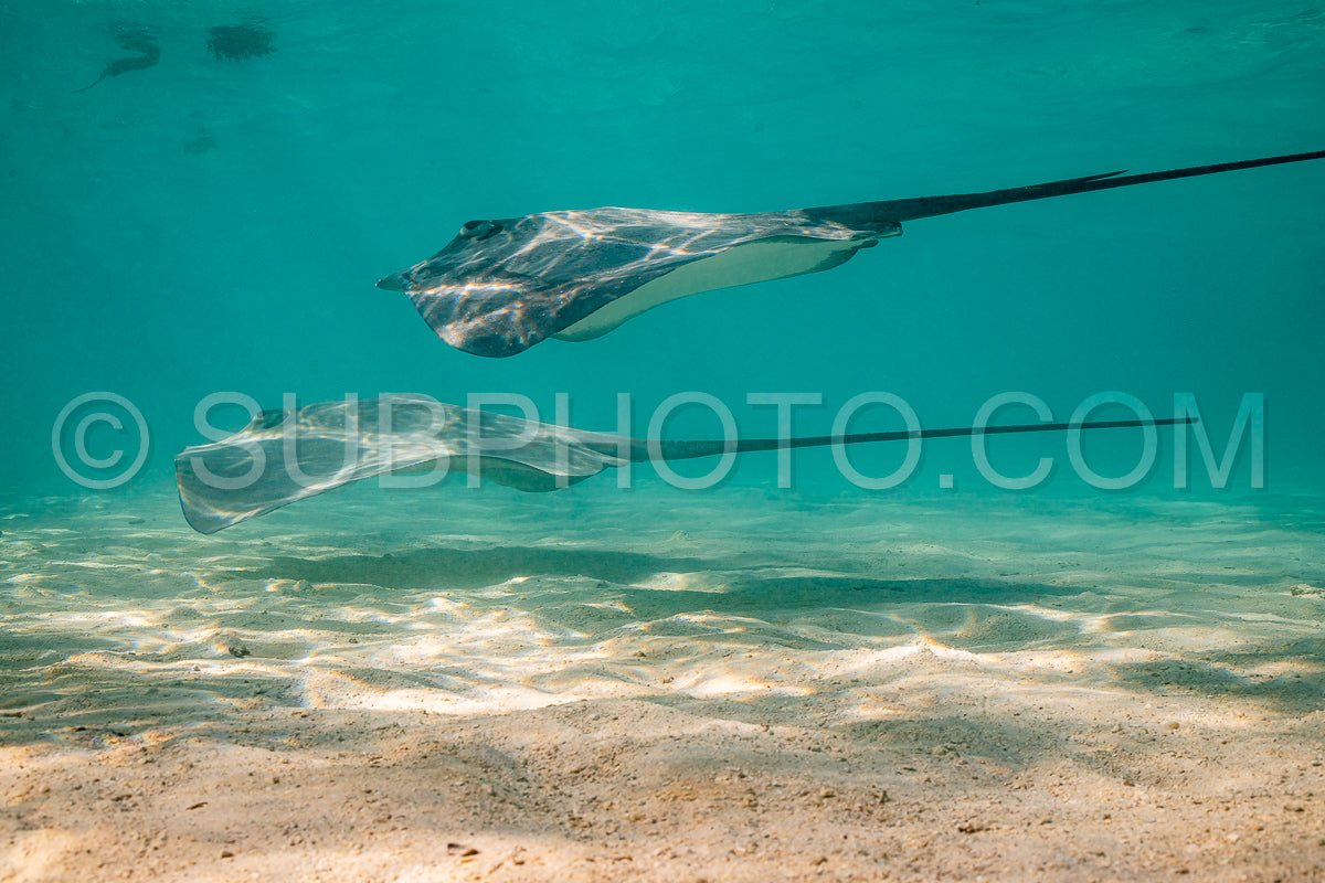 sting ray in the shallow water of Moorea lagoon in French Polynesia