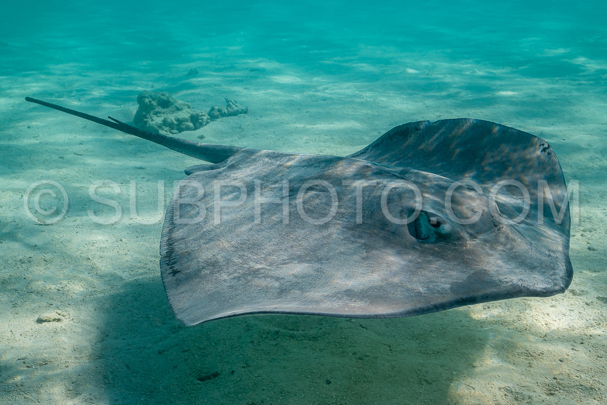 Photo de raie pastenague dans les eaux peu profondes du lagon de Moorea en Polynésie française